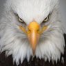 🇹🇷VATANSEVER🇹🇷's profile picture