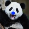 "Blue Nose" Panda's profile picture