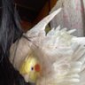 きくの profil fotoğrafı