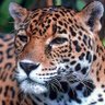 Profilbild von JaguarCat