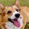 コーギー 的头像