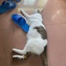 🐶狗 profil fotoğrafı