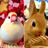 クリーム文鳥くう&りむ&うさぎのラビ's profile picture