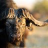 Buffalodash profil fotoğrafı
