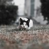 Αγαθούλης profil fotoğrafı