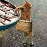 кот без сапог 的头像
