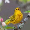 Profilbild von Yellow Bird