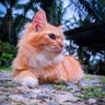 Manusia Biasa's profile picture