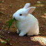 Profilbild von Mohiba Amin