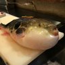 フグ弾すお 的头像