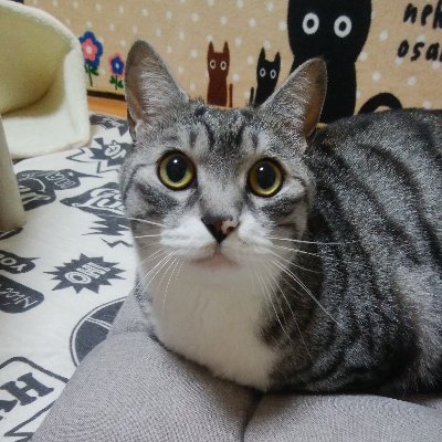 ピノちゃん🩷🌈パルムちゃん🩷🩷's profile picture