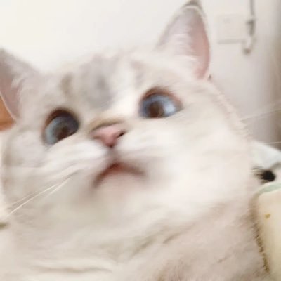 bugaoxingdefan's profile picture