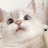 烦's profile picture
