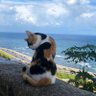 しいの。 profil fotoğrafı
