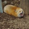 Fox loaf profil fotoğrafı