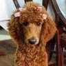 GiaThePoodle profil fotoğrafı