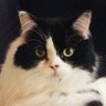 スコkumu profil fotoğrafı