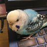 Profilbild von yukokonoビジネス英語を齧るももこ