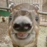 Profilbild von ᚱ ᚺ ᚾ ᚾ ᚢ