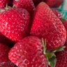 CherryBerry profil fotoğrafı