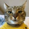 cicing's profile picture