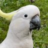 🐀 Cacatua galerita flying to blue sky's profile picture