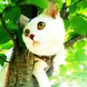 Profilbild von ひだまり猫