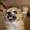 ชิวาว่าหน้าโหด profil fotoğrafı