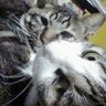 linus's profile picture