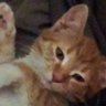 Profilbild von Pakkun