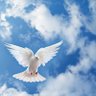 Фото профиля السمّو 🕊