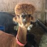 Profilbild von Mama Llama