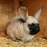 Puggy •VV•'s profile picture