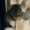 チンチラ🌛とモフモフ生活 profil fotoğrafı
