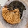 猫ライフ's profile picture