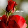 خان بابا's profile picture
