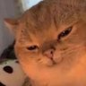 puss in bot's profile picture