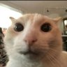 Beleleu da Batata profil fotoğrafı