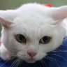 kumata's profile picture