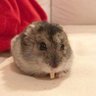 Фото профиля バタばた