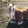 horse with no name 的头像