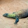 Фото профиля Tegu the Hutt