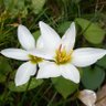 一寸の虫 profil fotoğrafı