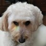 hummingbird's profile picture