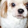 curlyfurrypuppy profil fotoğrafı