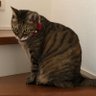 モモちゃん 的头像