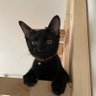 ぶちお profil fotoğrafı