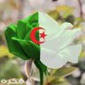 لطفي خلوة 的头像