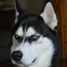 Profilbild von Андрей Ленский