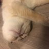 😺🍼Fairy Kitty Meow🍼😺 的头像